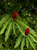 Two Red Tropical Flowers Blooming in a Rain Forest
