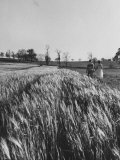 Young Couple Walking by a Grain Field