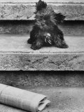 Yorkshire Terriers