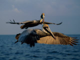 Two Brown Pelicans in Flight over Key Biscayne