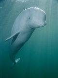 Close-up of a Beluga Whale