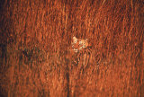 Tiger  Camouflaged Amid Tall  Golden Grass  Setting Out at Dusk For Night of Hunting