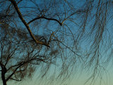 Branches of a Weeping Willow Tree against a Blue Sky