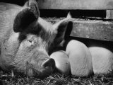 Not Pure Breds  Mixed Yorkshire Pigs  on Iowa Farm