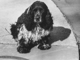 Richard Nixon's Famous Spaniel  Checkers