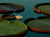 Victoria Water Lilies