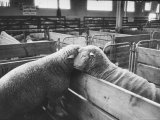 Sheep Standing in a Pen at State Fair