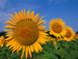 A Close View of Sunflowers