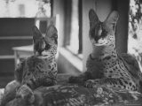 Pair of Servals  Pets of a Big Tobacco Farm Owner