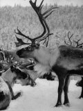 Reindeer with Very Large Set of Antlers Standing in Snow