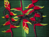 A Snake Rests on the Almost Fluorescent  Tropical-Colored Veins of a Leaf
