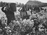 Wine Vineyard at Fransch Hoek in Cape Province Workers Spreading Fertilizer