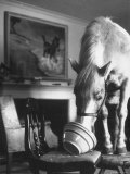 Misty of Chincoteague Wild Horse at Farewell Party Before Returning Home to Chincoteague Island