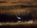 Great Egret in a Marsh