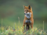 Red Fox