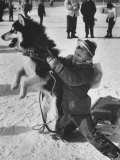 Preparing For a Dog Sled Race
