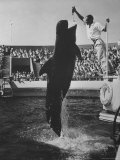 Pilot Whale Leaping to Catch Kipper from Keeper at Marineland