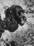 Richard Nixon's Famous Spaniel  Checkers