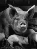 Not Pure Breds  Mixed Yorkshire Pigs  Part of the 80  on Iowa Farm