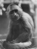 View of a Monkey at the Humane Society
