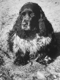 Richard Nixon's Famous Spaniel  Checkers