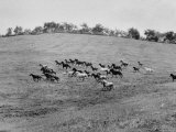 Ponies Running Through a Pasture