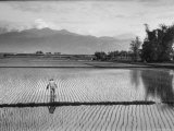 Man Working in Rice Paddies