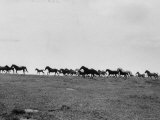 Ponies Racing Across the Horizon
