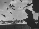 Sky Full of Kites Swooping Back and Forth over a Man Drinking at the Lunch Table
