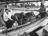 Two and Boys and an Older Man Riding a Boat Carrying Three Small Cattle Across the Water
