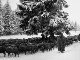 Shepherds Watching Sheep in the Black Forest