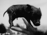 Picture of a Baby Pig in the Palm of a Mans Hand