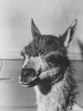 View of a Llama
