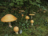Forest Mushrooms Sprout up on the Grassy Forest Floor