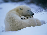 A Polar Bear Snuggles up with Her Cubs