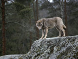 Wolf on Rock