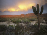 A Lone Cactus in a Desert Scene