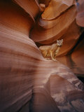 A Mountain Lion Pauses on a Ledge Inside a Swirled Rock Chasm