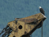 A Northern American Bald Eagle Sits Atop a Construction Vehicles Highest Point