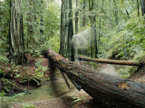 Fallen Redwood Tree and Stream