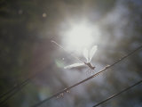 Dragonfly on Reed