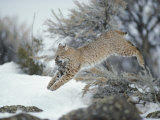 A Bobcat Leaps with a Horned Lark in its Mouth
