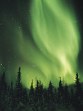 The Aurora Borealis Shimmers in the Sky Above Silhouetted Evergreeens
