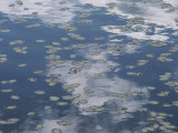 Fallen Leaves and Reflections of Clouds on the Surface of Water