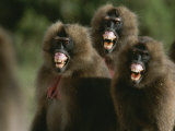Three Female Geladas  Theropithecus Gelada  Bare Their Teeth