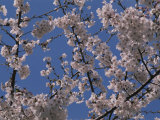 View of Cherry Blossoms in Full Bloom