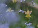 Forget-Me-Not and Yellow Columbine Wildflowers