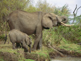 An African Elephant and Her Calf Drink Water