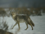 Portrait of a Coyote Walking Across the Snow
