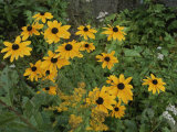 A Close View of Black-Eyed Susans